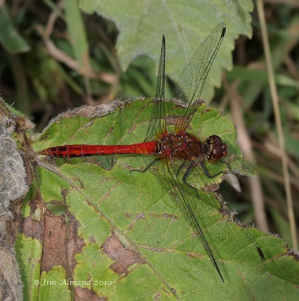 Ruddy Darter Berrington 10 7 10  IMG_2484